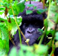 Mountain Gorilla, Susa Group, Volcanoes National Park, Rwanda, Africa