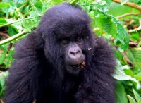Curious teenager, Susa Group of Mountain Gorillas, Volcanoes National Park, Rwanda, Africa