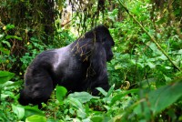 Kurira, one of the mountain gorillas (silverback in the Susa Group) in Volcanoes National Park, Rwanda, Africa