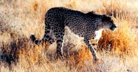 Cheetah, Maasai Mara National Reserve, Kenya, Africa
