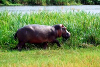 Hippopotamus gamboling beside the Nile River, Murchison Falls National Park, Uganda, Africa