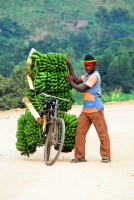 Matoke on their way to market, Fort Portal, Uganda, Africa
