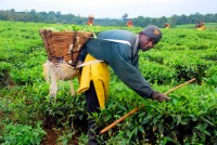 Tea pluckers, Fort Portal, Uganda, Africa